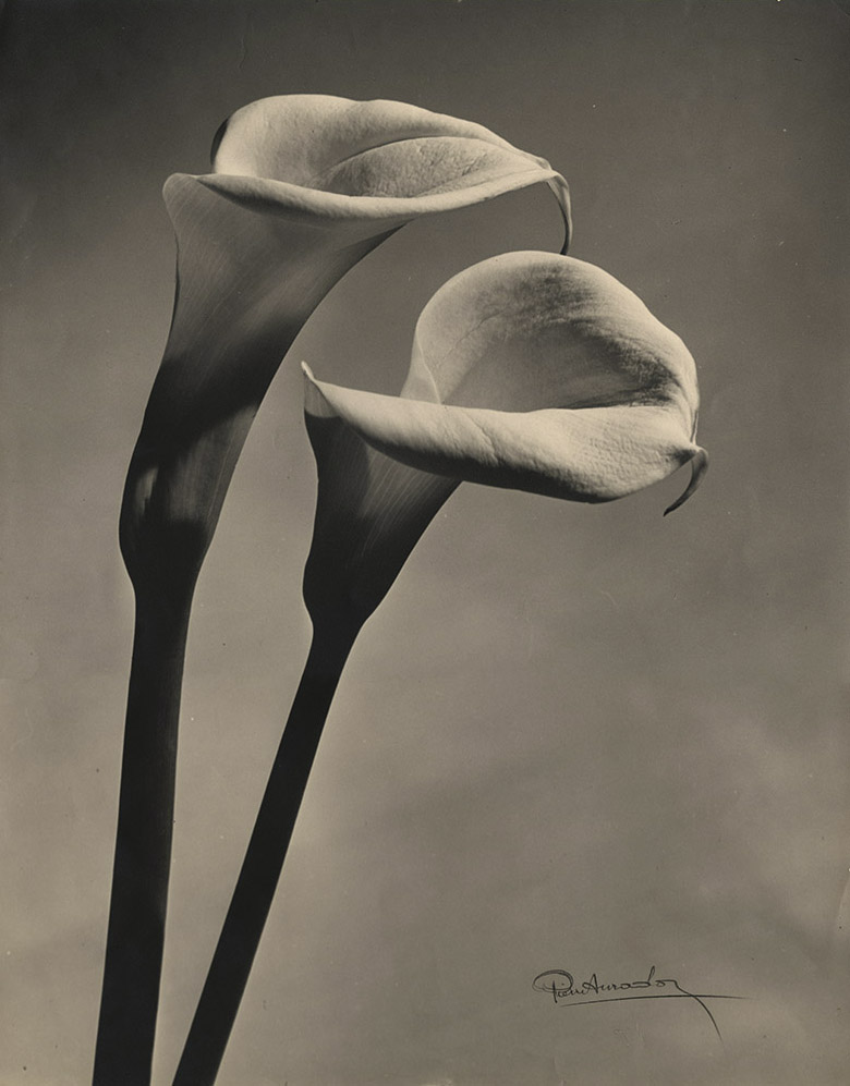 Pierre Auradon - Calla Lilies