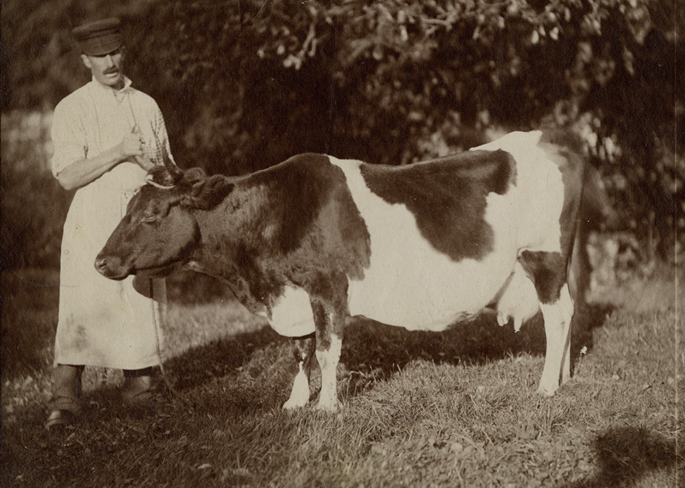 Anonymous - Man with Cow Anonymous - Man with Cow