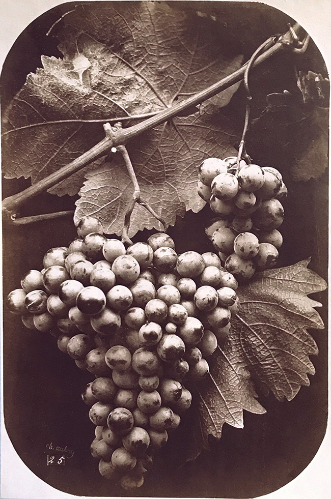 Charles Hippolyte Aubry - A Bunch of Grapes