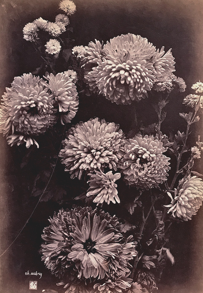 Charles Hippolyte Aubry - Asters (Reines-Marguerites)