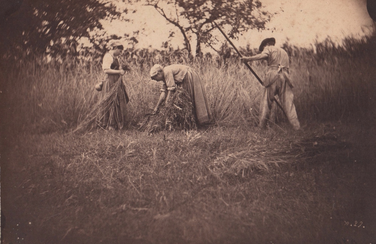 Auguste Giraudon's Artist - Group Harvesting Wheat Crop Auguste Giraudon's Artist - Group Harvesting Wheat Crop