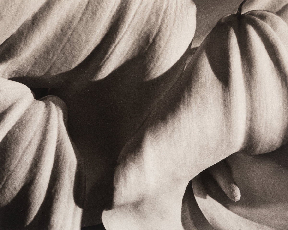 Horst Paul Horst - Richardia Africana (Calla Lily)
