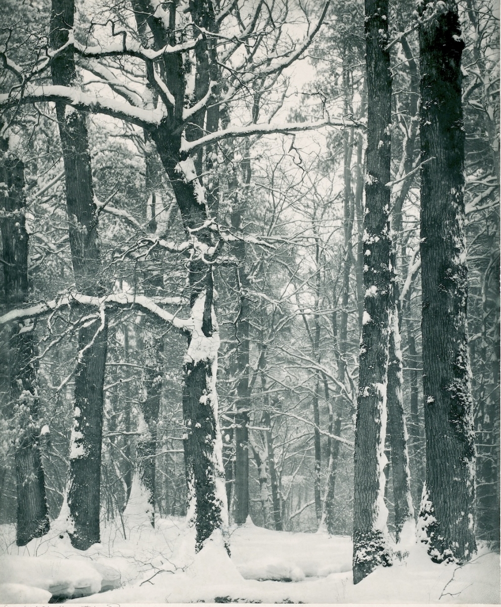 Frédéric Boissonnas - Forêt sous la Neige