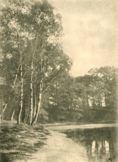 A. P. - Birch Trees by Lake