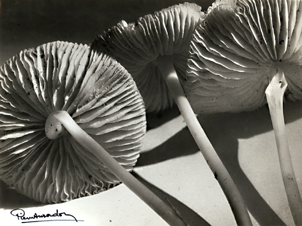Pierre Auradon - Mushrooms